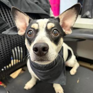 STUBBY, Chihuahua, young, available for adoption
