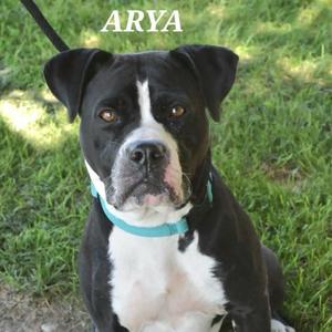 ARYA, Pit Bull Terrier, adult, available for adoption