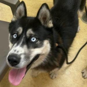 MAYA, Husky, young, available for adoption