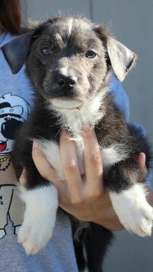 Pugsley, Border Collie / Pit Bull Terrier, puppy, available for adoption