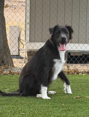Pugsley, Border Collie / Pit Bull Terrier, young, available for adoption