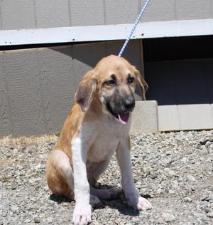 Nacho, Hound / Mixed Breed, puppy, available for adoption