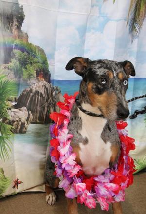 Wailua, Catahoula Leopard Dog / Mixed Breed, adult, available for adoption
