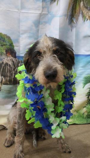 Napali, Airedale Terrier / Mixed Breed, young, available for adoption
