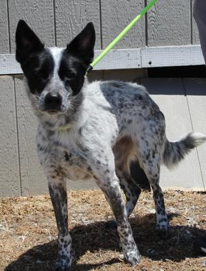 Hilary, Cattle Dog / Mixed Breed, young, available for adoption