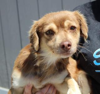 Nikita, Chihuahua / Mixed Breed, young, available for adoption