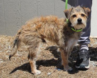 Hendrix, Terrier / Mixed Breed, young, available for adoption
