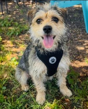 Hendrix, Terrier / Mixed Breed, young, available for adoption