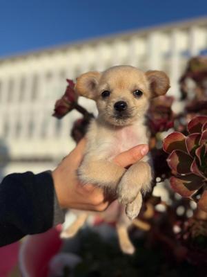 Rico, Chihuahua / Mixed Breed, puppy, available for adoption