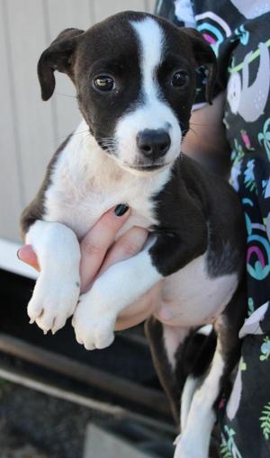 Roslyn, Pit Bull Terrier / Mixed Breed, puppy, available for adoption