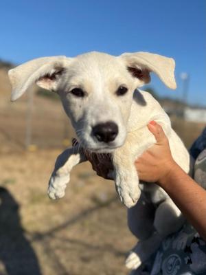 Nori, Labrador Retriever / Mixed Breed, puppy, available for adoption