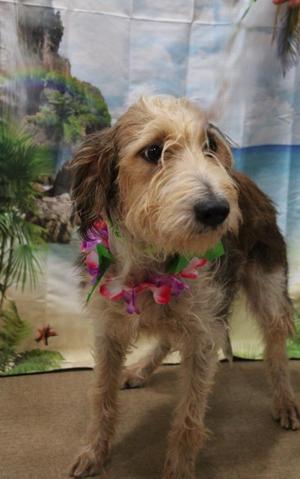 A scruffy dog with a floral lei around its neck stands in front of a tropical backdrop.