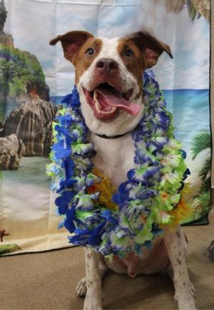 Polihale, Pit Bull Terrier / Mixed Breed, adult, available for adoption
