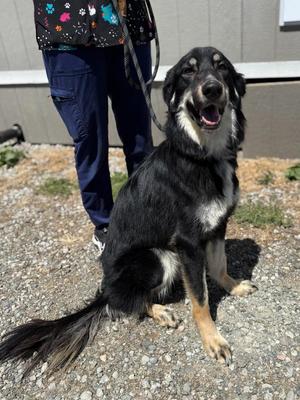 Aria, Shepherd / Mixed Breed, young, available for adoption