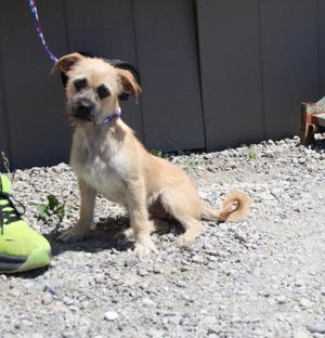 Nigel, Terrier / Mixed Breed, puppy, available for adoption