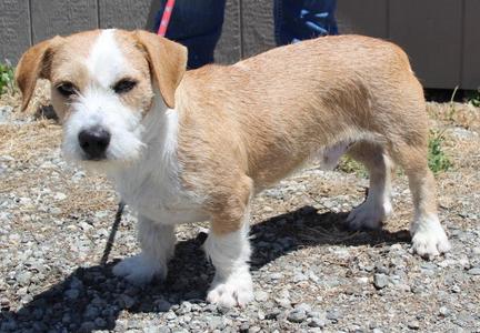 Monty, Basset Hound / Mixed Breed, puppy, available for adoption