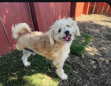 Nemo, Poodle / Mixed Breed, young, available for adoption