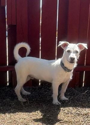 Oscar, Terrier / Mixed Breed, puppy, available for adoption