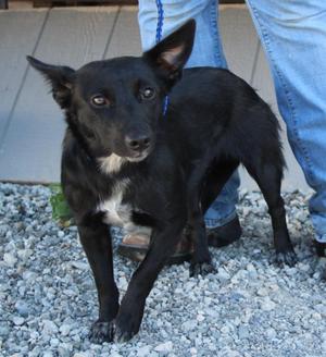 Romy, Terrier / Mixed Breed, young, available for adoption