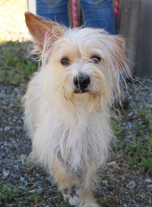A scruffy, tan-colored dog with one ear up and one ear down stands on a gravelly surface.