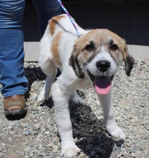 Nabisco, Hound / Mixed Breed, puppy, available for adoption