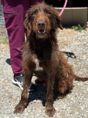 Louie, German Wirehaired Pointer / Mixed Breed, young, available for adoption