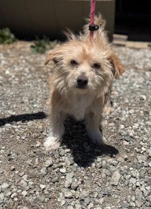 A small, fluffy dog with light brown and white fur standing on a gravel surface. The dog has a slightly scruffy appearance with long fur around its face and ears. It is wearing a pink leash attached to a collar. The background includes a shadow of the dog on the ground and some greenery in the distance.