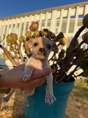 Ruffles, Chihuahua / Mixed Breed, puppy, available for adoption