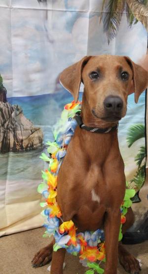 Waimea, Hound / Mixed Breed, puppy, available for adoption
