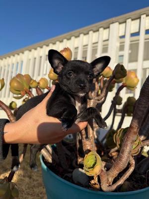 Rex, Chihuahua / Mixed Breed, puppy, available for adoption