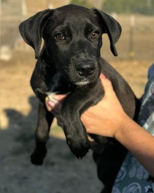 Nitro, Labrador Retriever / Yellow Labrador Retriever, puppy, available for adoption