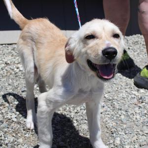Noodle, Hound / Mixed Breed, puppy, available for adoption