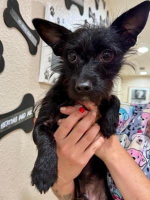 Remi, Terrier / Mixed Breed, young, available for adoption
