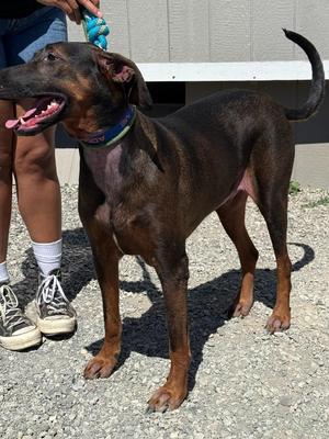 Dax, Doberman Pinscher / Mixed Breed, adult, available for adoption