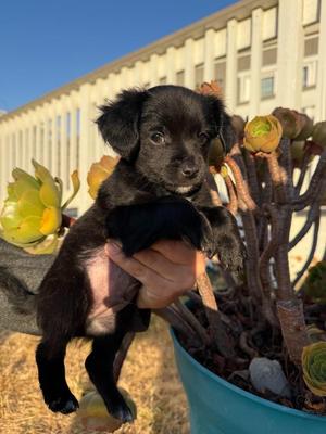 Rumba, Chihuahua / Mixed Breed, puppy, available for adoption