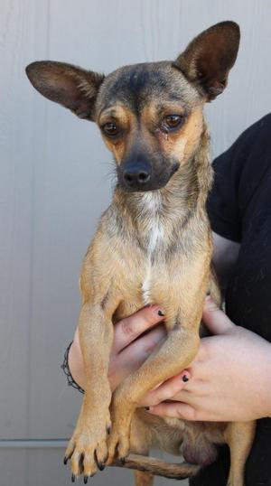 Josh, Chihuahua / Mixed Breed, young, available for adoption