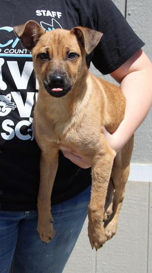 Felix, Shepherd / Mixed Breed, puppy, available for adoption