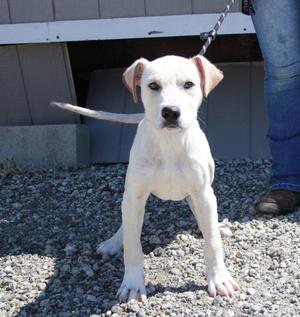 Noah, Pit Bull Terrier / Mixed Breed, puppy, available for adoption