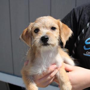 Nymph, Terrier / Mixed Breed, puppy, available for adoption