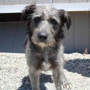 Neville, Terrier / Mixed Breed, young, available for adoption