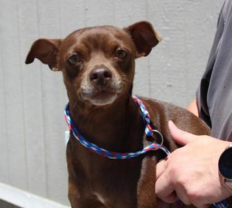 Newton, Chihuahua / Mixed Breed, young, available for adoption