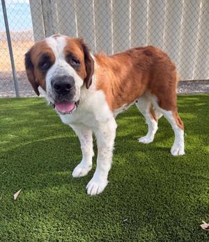 Octavia, Saint Bernard, young, available for adoption
