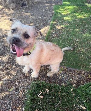 A happy dog with a light brown coat and a green collar, standing on a patch of grass and dirt with its tongue out.