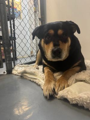 Mama Hazel, Rottweiler/Labrador Retriever, adult, available for adoption
