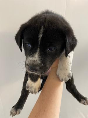 Nymeria Sand, Husky/Shepherd, puppy, available for adoption