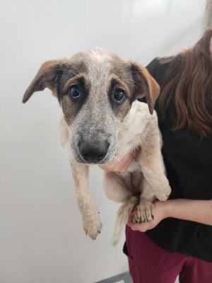 A dog with a white and brown coat being held by a person.
