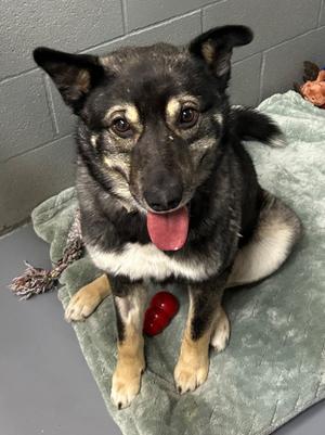Papa Roach, Shepherd/Husky, young, available for adoption