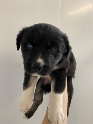 Tyene Sand, Husky/Shepherd, puppy, available for adoption
