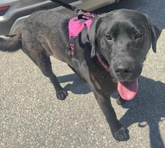 A black dog with a pink harness, walking on a paved surface.