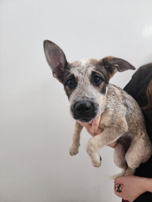 A small dog with a speckled coat being held by a person.